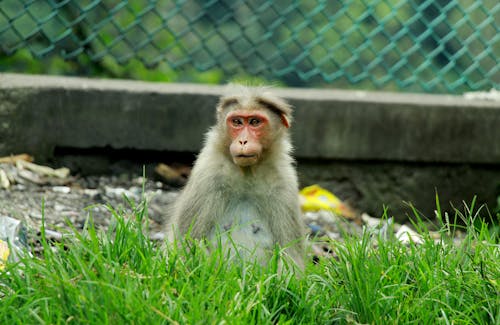 Gratis stockfoto met aap, beest, dieren in het wild