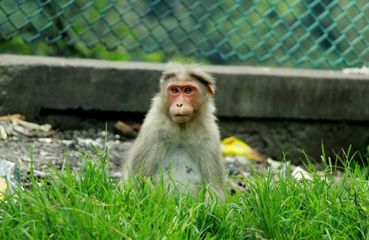 Brown Monkey on Green Grass