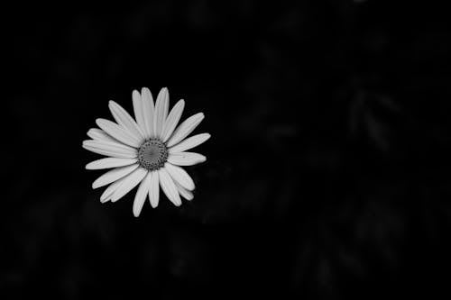 Free stock photo of flower, white flower