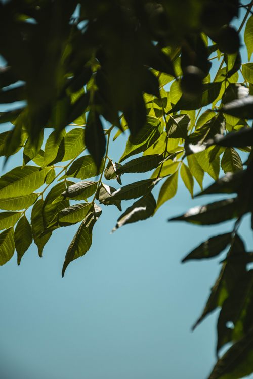 Free Vibrant green leaves illuminated by sunlight against a clear blue sky, creating a serene natural scene. Stock Photo