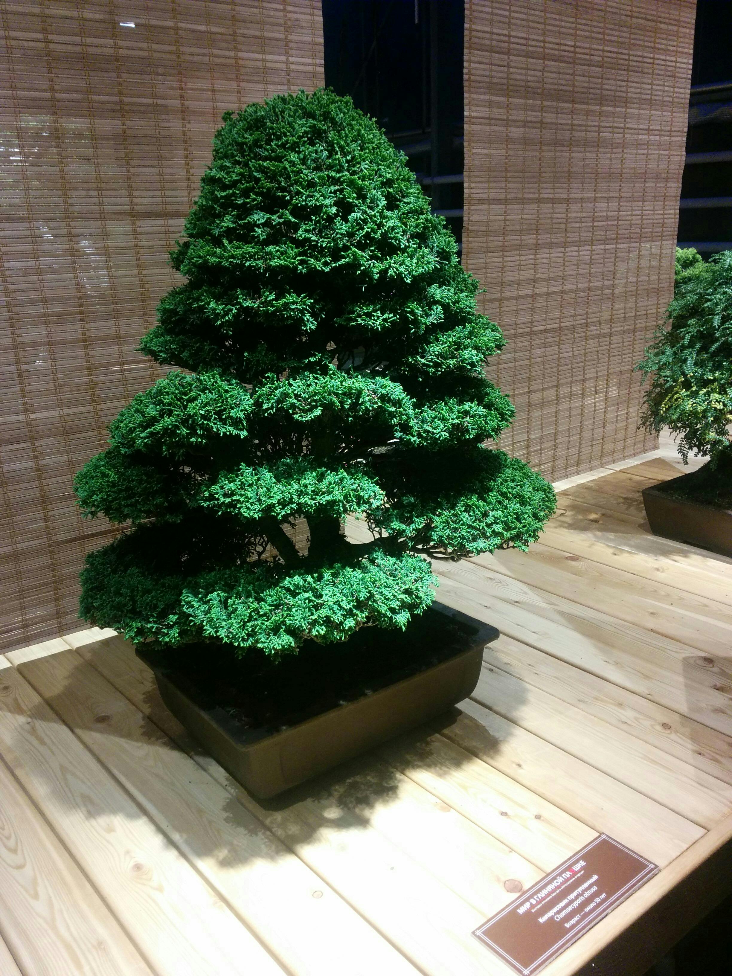 Free stock photo of bonsai, small trees