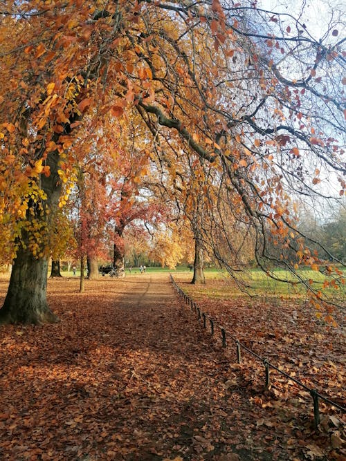 무료 가을, 가지, 계절의 무료 스톡 사진