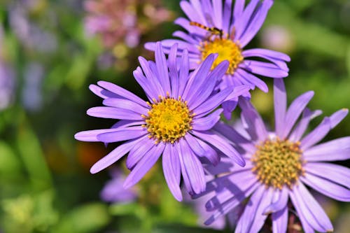 Close-Up Shot of Purple Flowers