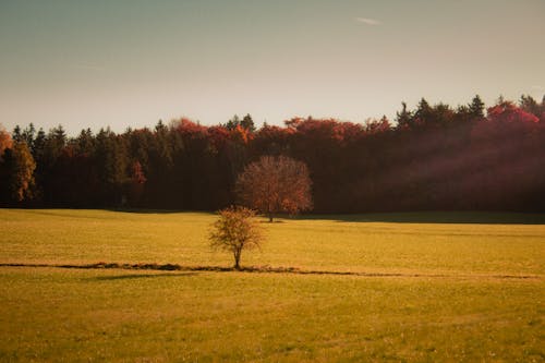 森林树木, 秋天的树木, 秋天的背景 的 免费素材图片