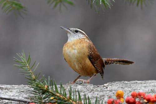 carolina wren, hayvan, kapatmak içeren Ücretsiz stok fotoğraf