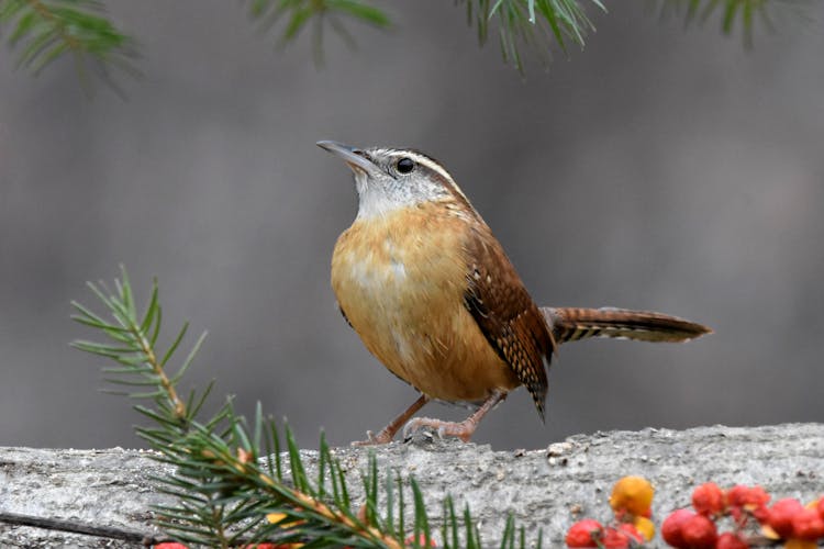 Close-Up Photo Of A Brown Carolina Wren