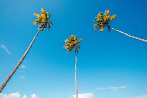 Free Palm Trees Over Clear Blue Sky  Stock Photo