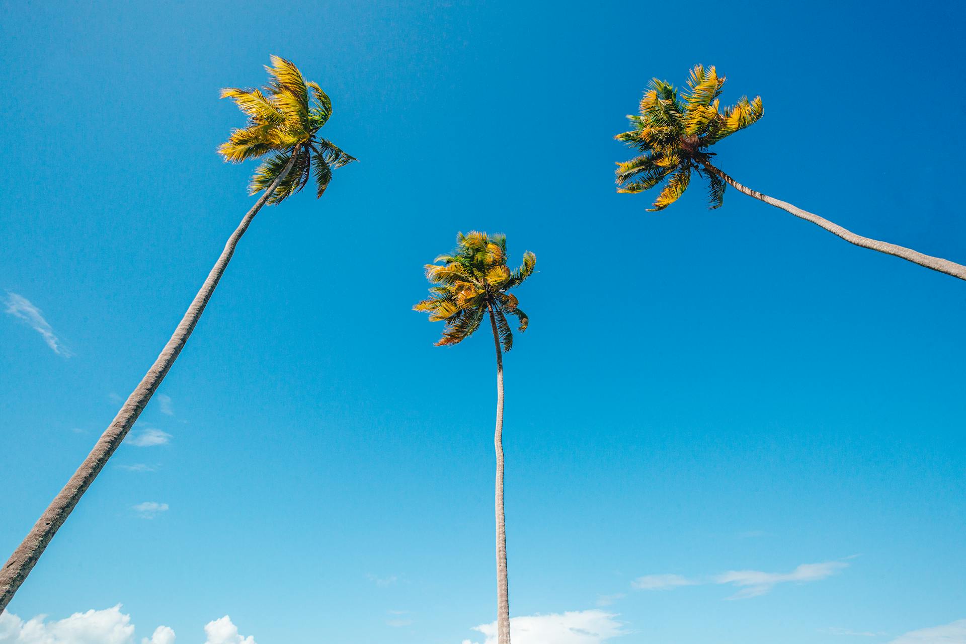 Palm Trees Over Clear Blue Sky