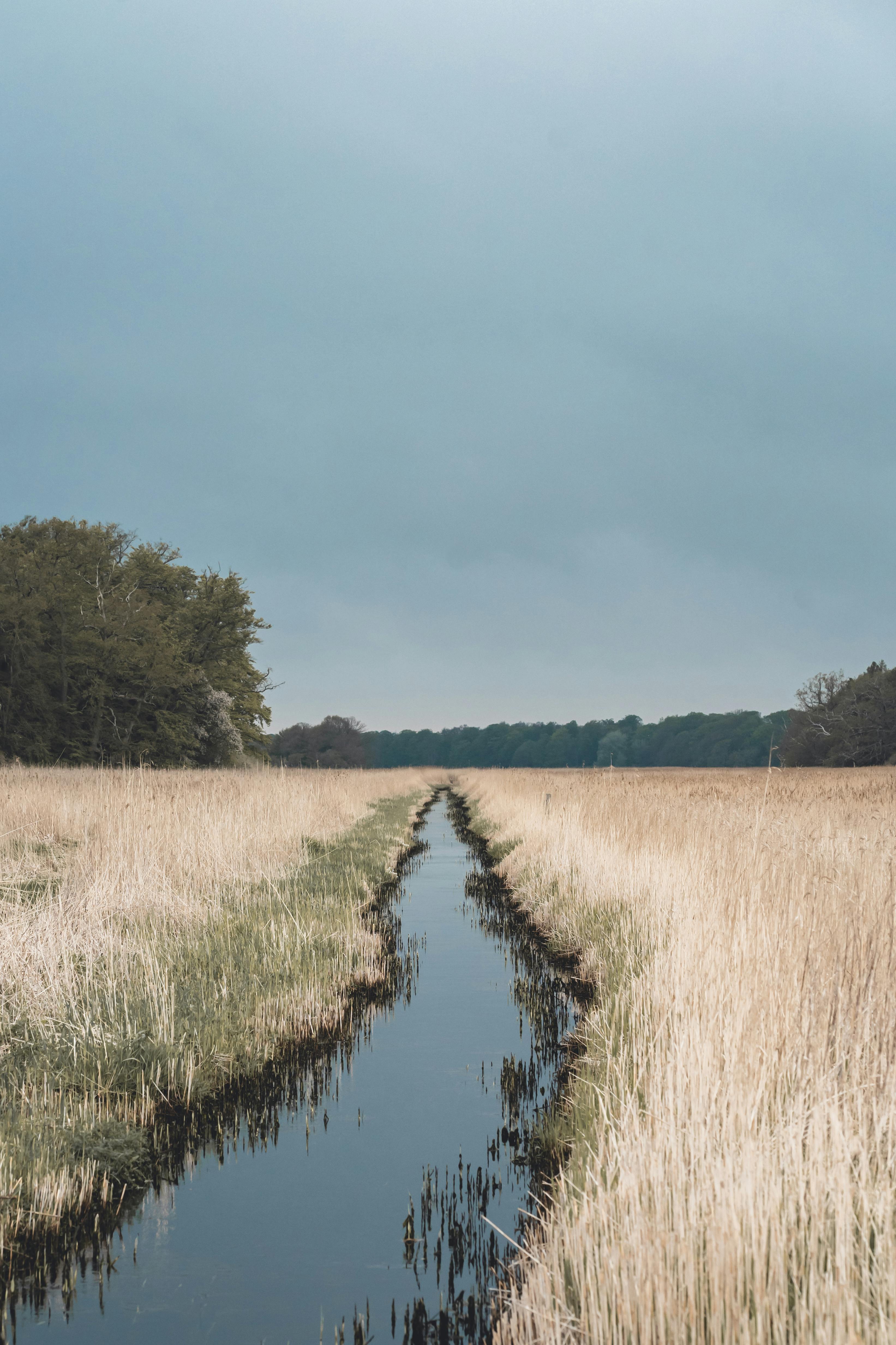 photo of a river stream between grass