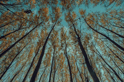Low-Angle Shot of Tall Trees Under a Blue Sky