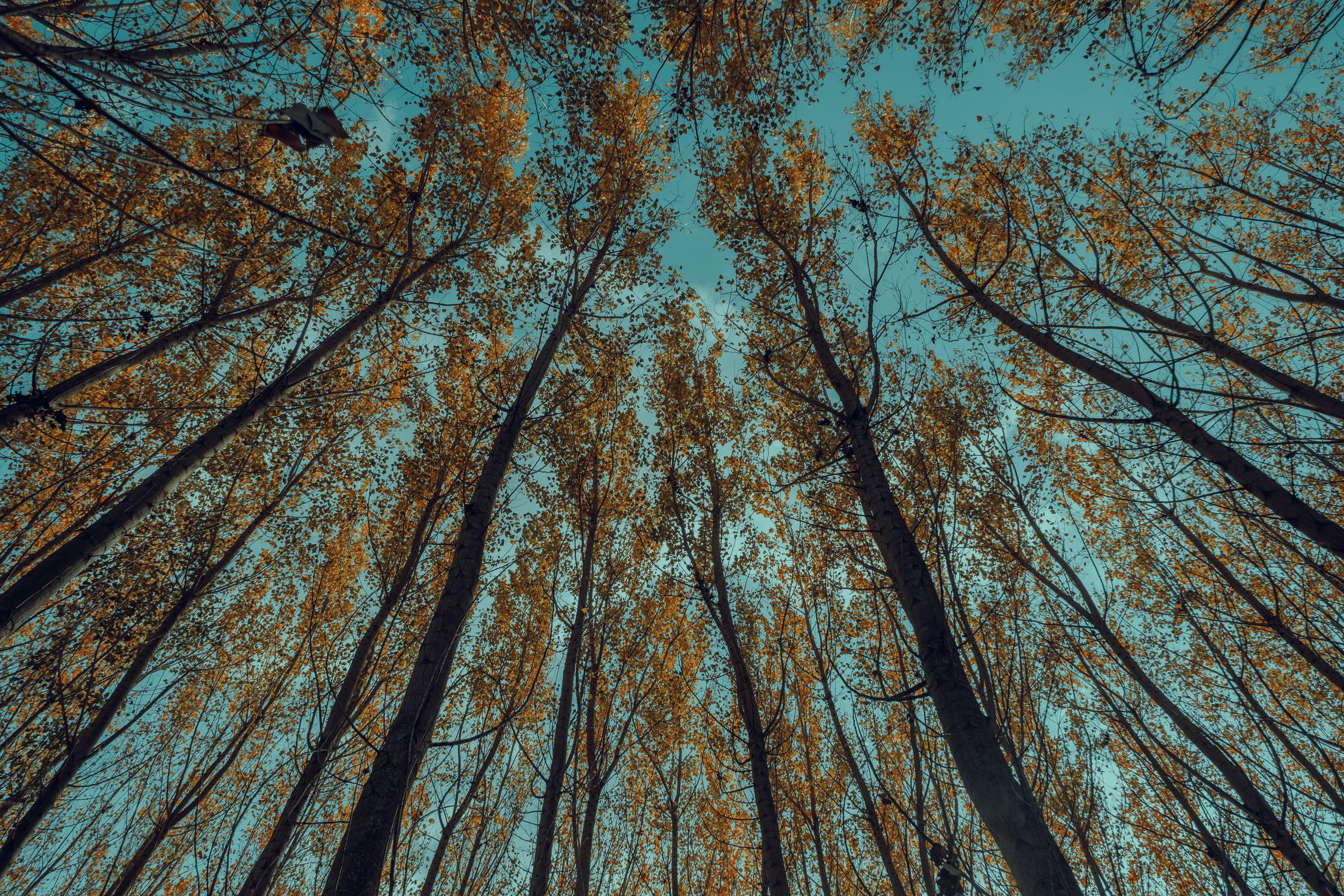 Low-Angle Shot of Tall Trees Under a Blue Sky · Free Stock Photo