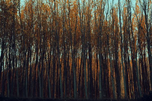 A captivating scene of a dense forest with tall trees in beautiful autumn colors.