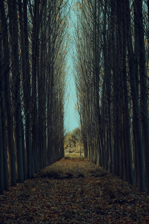 Δωρεάν στοκ φωτογραφιών με απεριόριστα δέντρα, κατακόρυφη λήψη, πεσμένα φύλλα Φωτογραφία από στοκ φωτογραφιών