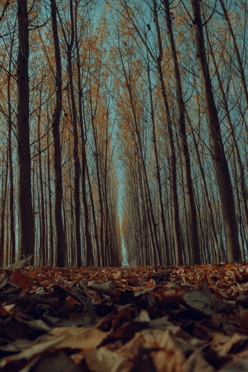 Free A stunning low angle view of bare trees forming a tunnel under a clear sky in autumn. Stock Photo