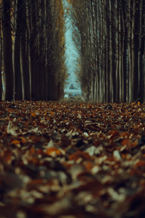 Free A tranquil autumn scene with fallen leaves on a tree-lined pathway. Stock Photo