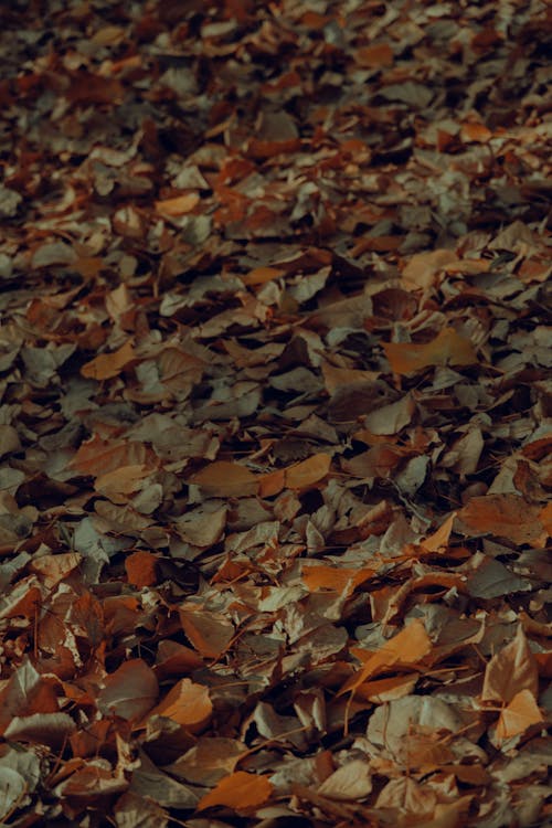 Ücretsiz akçaağaç yaprakları, bitki örtüsü, çekilmiş içeren Ücretsiz stok fotoğraf Stok Fotoğraflar