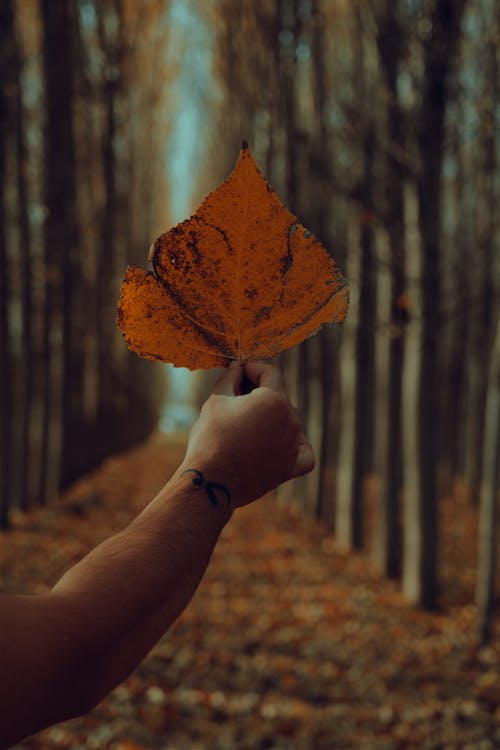 A Hand Holding Dried Leaf
