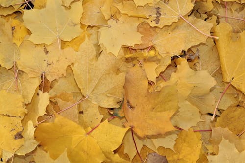 Free stock photo of autumn, backdrop, background