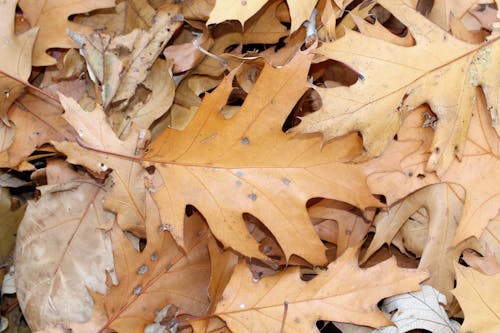 Free stock photo of autumn, backdrop, background