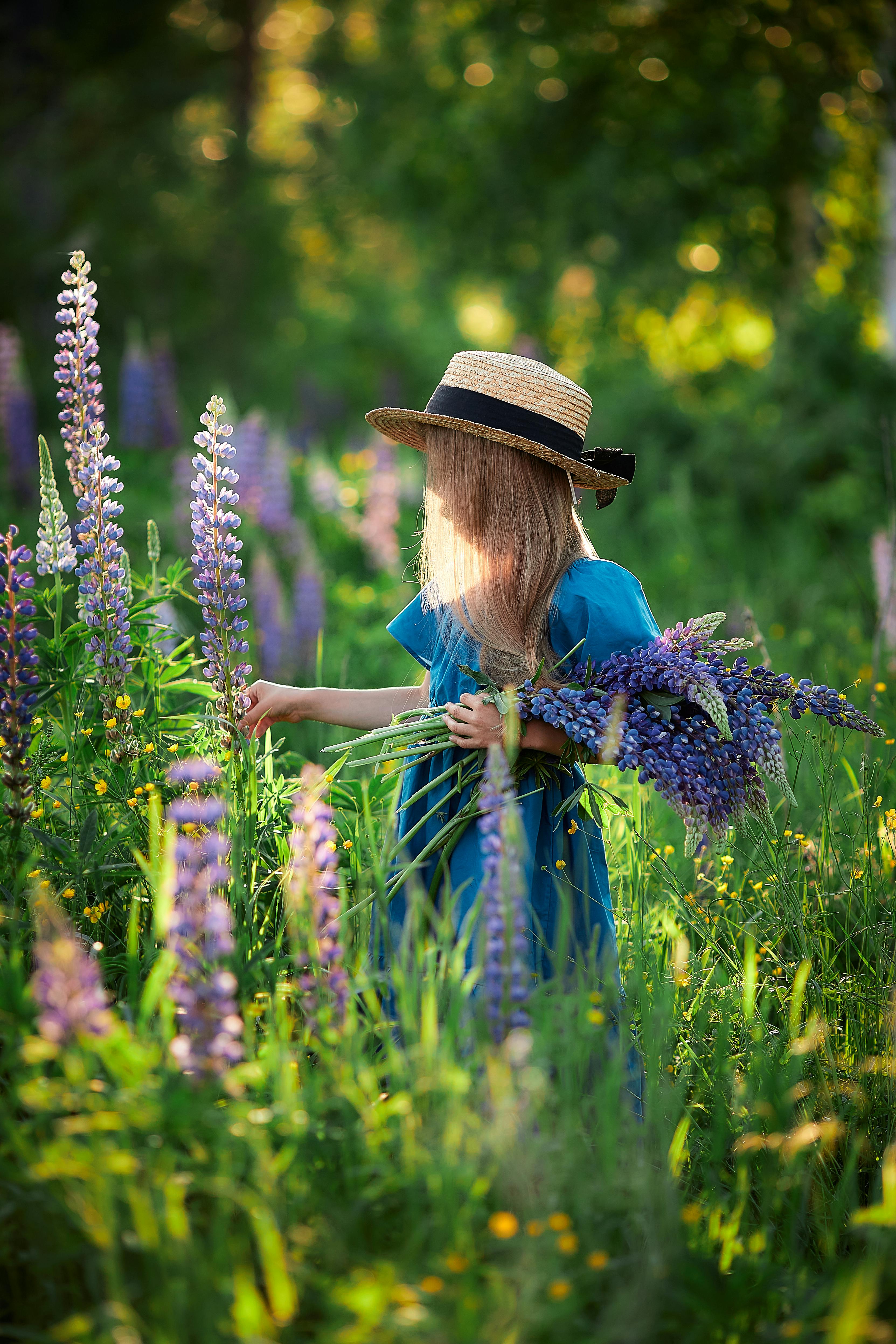 A girl in a blue dress and sun hat gathers purple lupines in a lush green meadow.