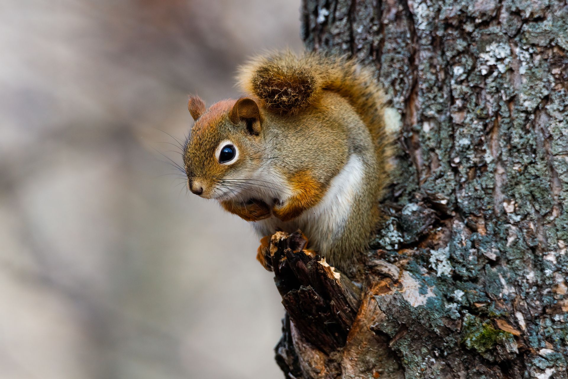 Detailed shot of a squirrel perched on a tree branch in a natural forest setting.