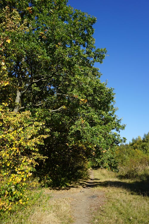 คลังภาพถ่ายฟรี ของ ตุลาคม, ทางเดิน, ฤดูใบไม้ร่วง