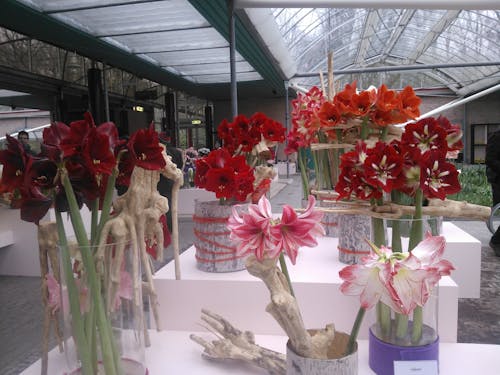 Fotos de stock gratuitas de flores rojas en macetas