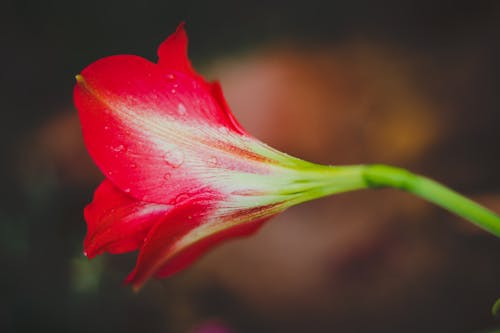 Základová fotografie zdarma na téma amarylis, červená kytka, dešťové kapky