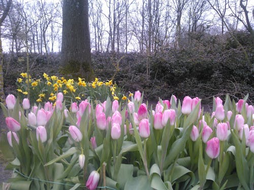Бесплатное стоковое фото с розовые тюльпаны
