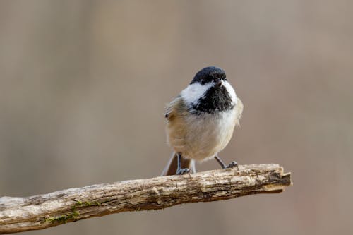 White and Black Bird on Brown Tree Branch