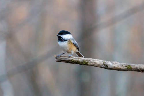Selective Focus Photograph of a Black-Capped Chickadee