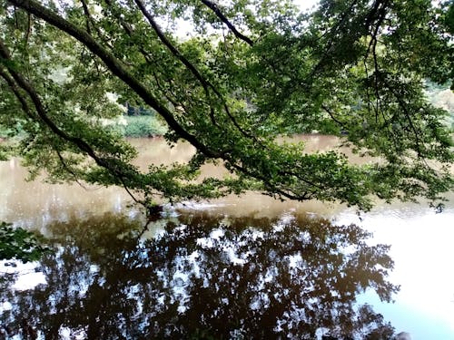 Gratis stockfoto met boom, rivier