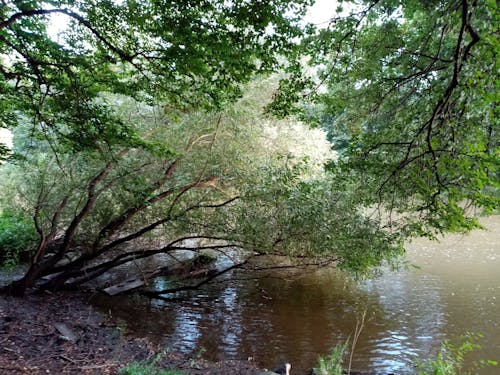 Gratis stockfoto met boom, rivier