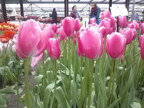Бесплатное стоковое фото с розовые тюльпаны