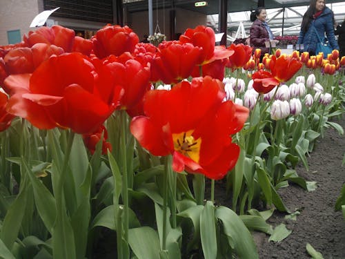 Fotos de stock gratuitas de Flores rojas