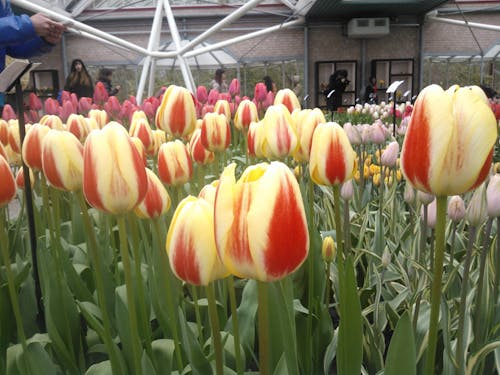 Бесплатное стоковое фото с красные и желтые тюльпаны