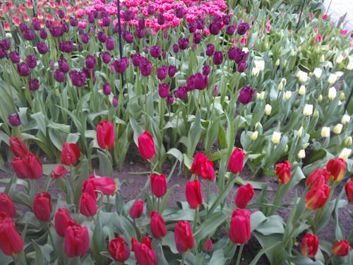 Foto stok gratis bunga tulip