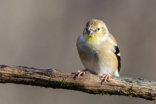 Free Detailed view of an American Goldfinch perched on a branch against a neutral background. Stock Photo