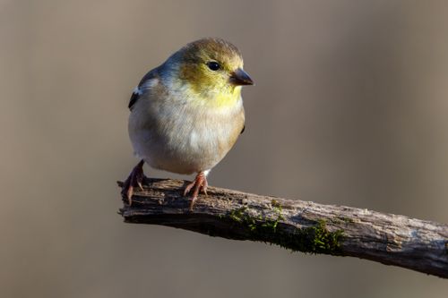 Free A vibrant American Goldfinch sits on a moss-covered branch, captured in natural sunlight. Stock Photo