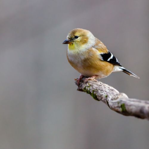 Free Detailed photo of an American Goldfinch perched on a branch in a natural setting. Stock Photo
