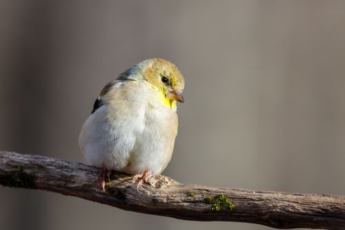 Free A close-up shot of an American Goldfinch perched on a branch in natural light, showcasing plumage details. Stock Photo