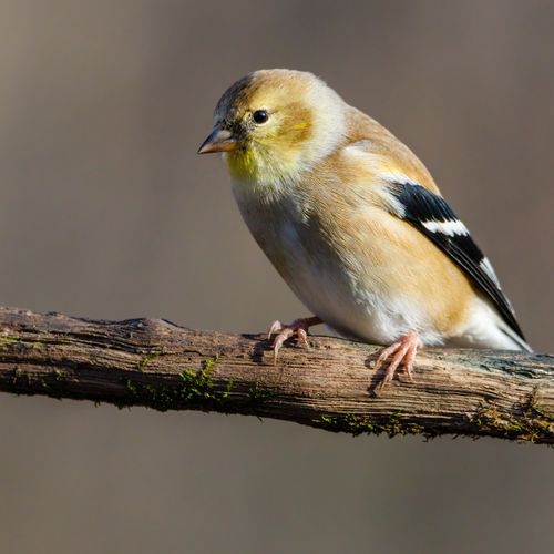 Free Close-up of an American Goldfinch perched on a branch, capturing its detailed plumage. Stock Photo