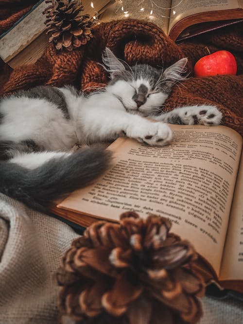 Photo of a Kitten Sleeping Beside a Book