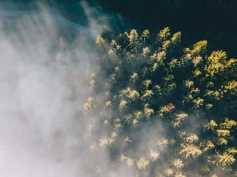 Drone shot capturing a misty forest atmosphere from above.