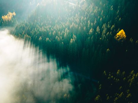 Dramatische Naturszene mit Wald & Bäume