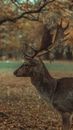 Brown Deer Standing on Green Grass