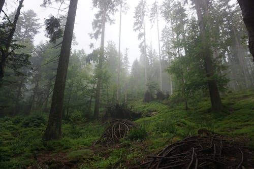 Gratis stockfoto met Bos, mist