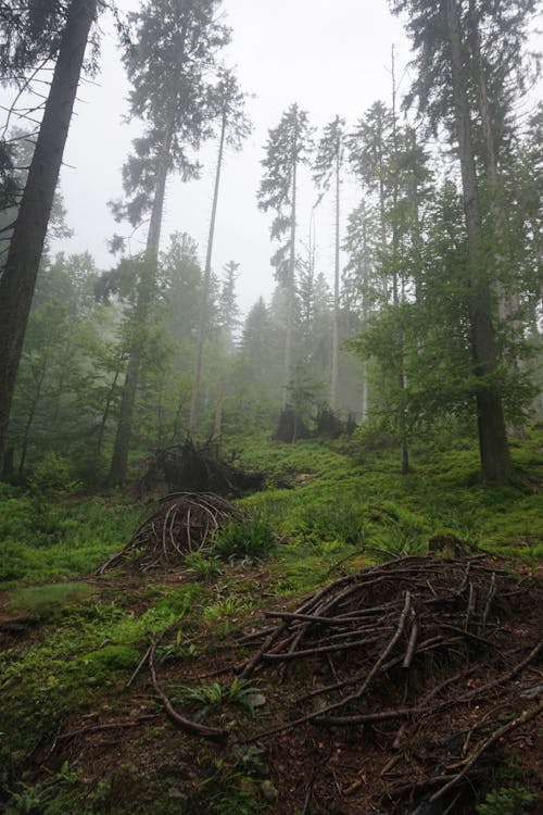 Gratis stockfoto met Bos, mist