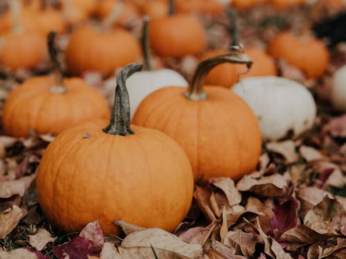 Close-Up Photograph of Pumpkins on Dry Leaves