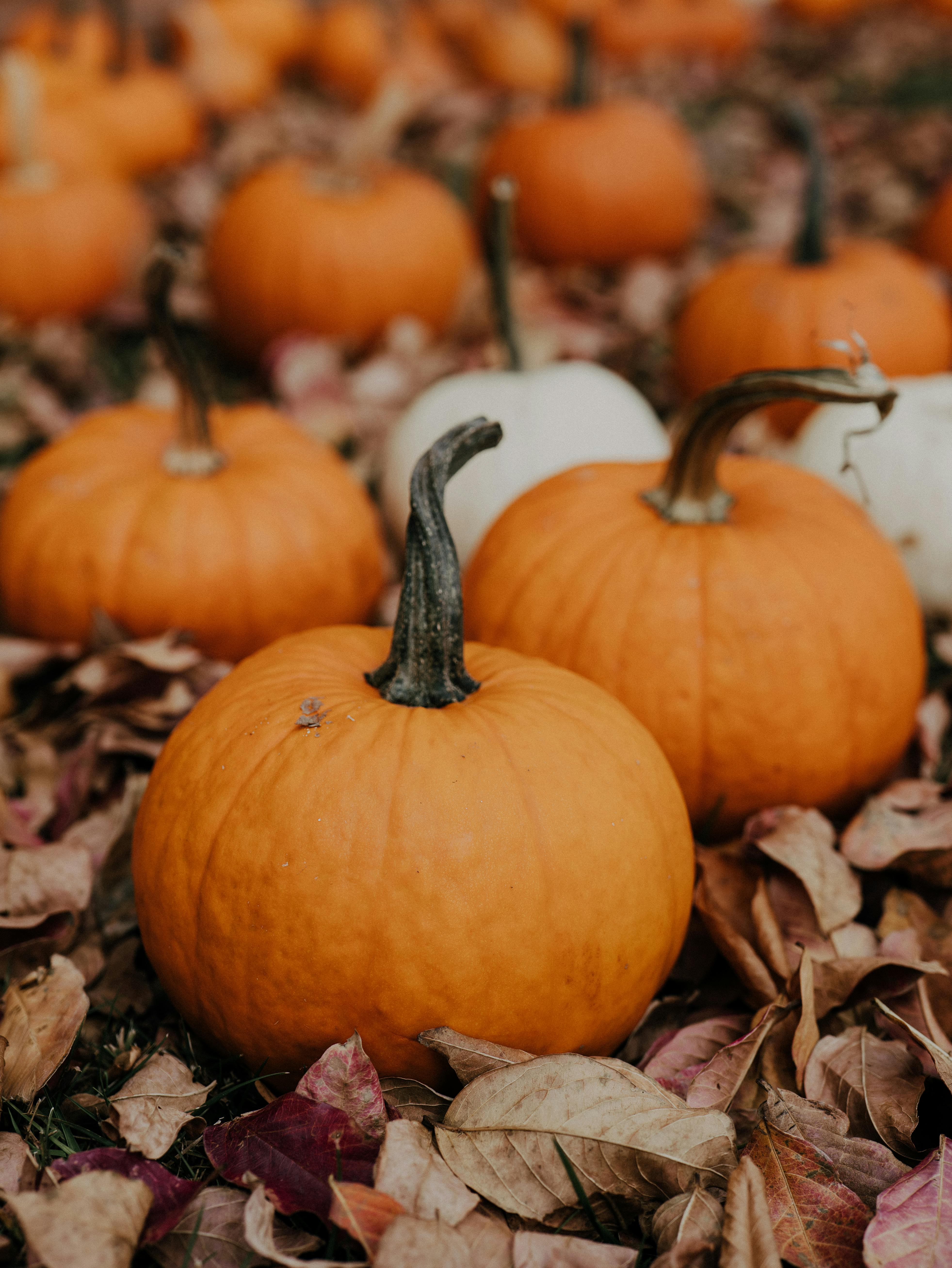 Close-up of pumpkins and dried leaves on the ground, showcasing autumn harvest.